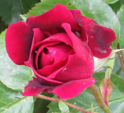 rosahighgroveflojuvgarnonswilliams