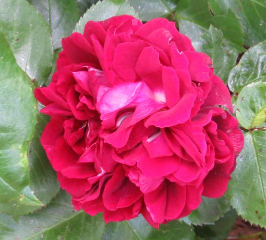 rosahighgroveflomatgarnonswilliams