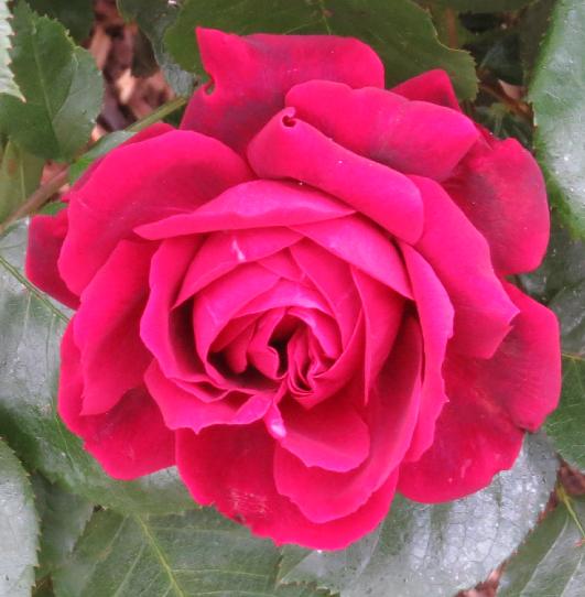 rosahighgroveflomidgarnonswilliams