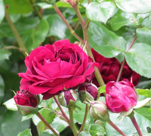 rosahighgroveflosgarnonswilliams