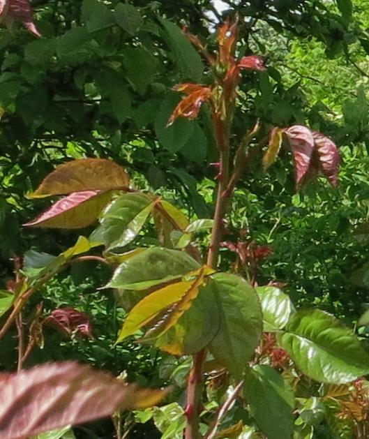 rosahighgrovefoljuvgarnonswilliams