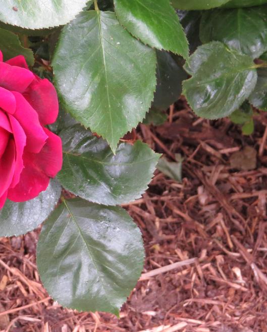 rosahighgrovefolmatgarnonswilliams