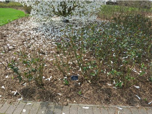 rosahighgroveforsprgarnonswilliams