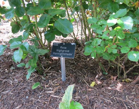 rosahighgroveforsum1garnonswilliams