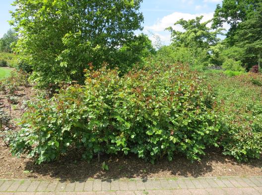 rosahighgroveforsum2garnonswilliams