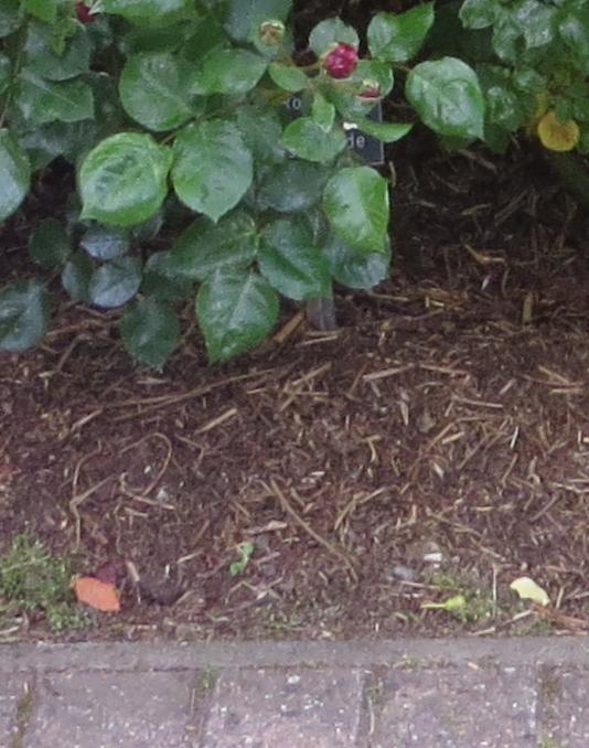 rosahighgroveforsum3garnonswilliams