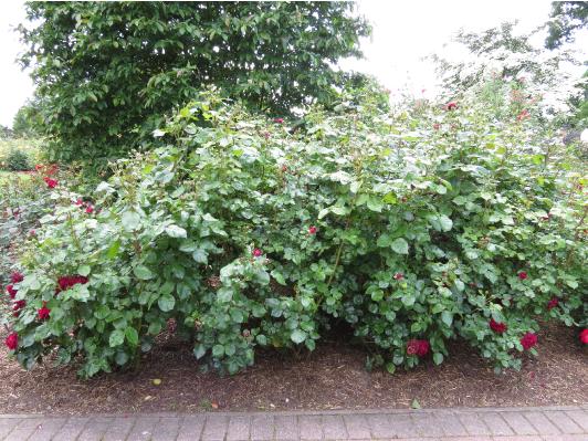 rosahighgroveforsum4garnonswilliams