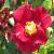 rosaflowercarpetgoldcflomid2garnonswilliams1c