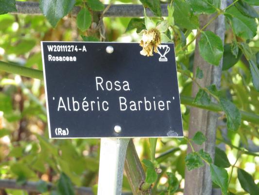rosaalbericbarbierlabel1garnonswilliams