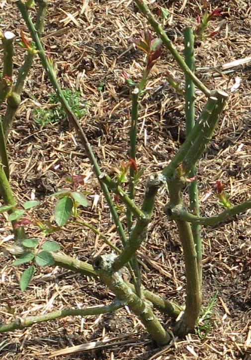 rosaannickforsprgarnonswilliams