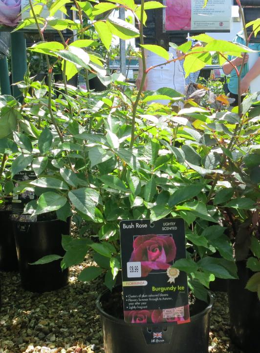 rosaburgundyiceplantcentregarnonswilliams