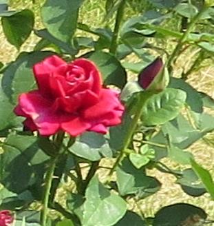 rosaclaretbudo1garnonswilliams