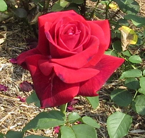 rosaclaretflojuvgarnonswilliams