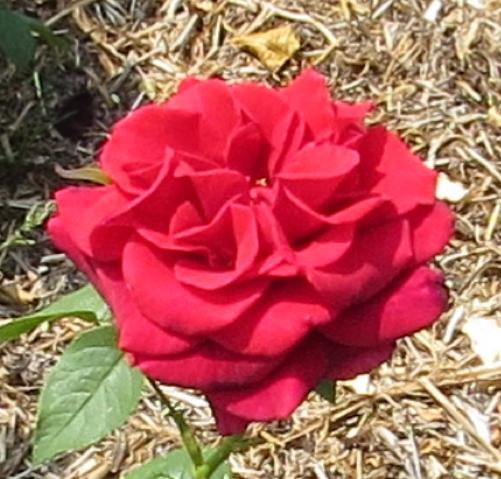 rosaclaretflomidgarnonswilliams