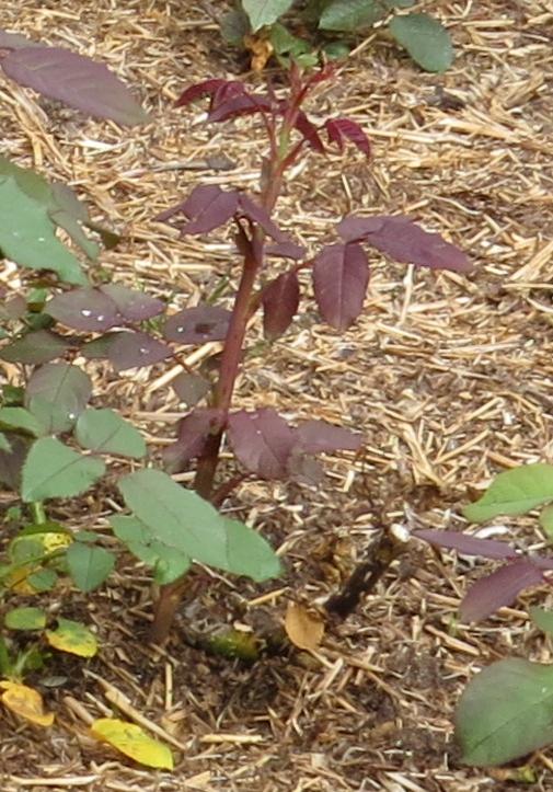 rosaclaretfoljuvgarnonswilliams