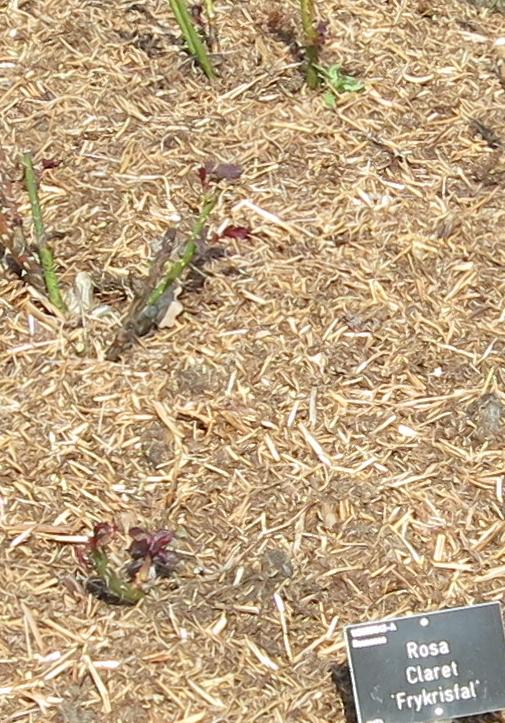 rosaclaretforspr1garnonswilliams