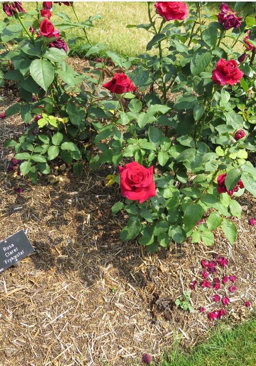 rosaclaretforsum2garnonswilliams