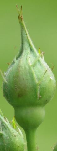 rosacrownprincessmargaretabudcgarnonswilliams