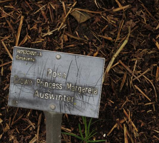 rosacrownprincessmargaretalabelgarnonswilliams