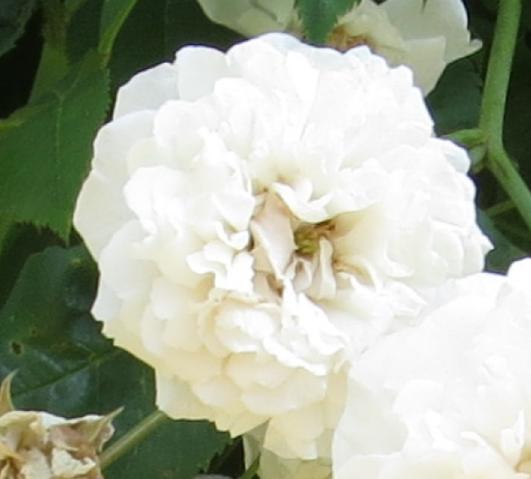 rosafranciselesterflomatgarnonswilliams