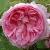 rosaxcentifoliacristatacflorogerltd1b