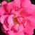 rosaflowercarpetambercflomidgarnonswilliams