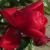 rosaflowercarpetwhiteflomidcgarnonswilliams2