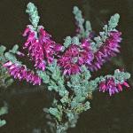 calluna vulgaris 'Coccinea'