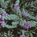 calluna vulgaris 'Coccinea'