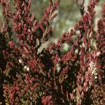 calluna vulgaris 'Cuprea'