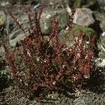 calluna vulgaris 'Cuprea'