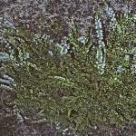 calluna vulgaris 'white lawn' form