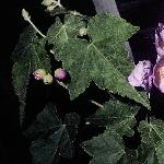 abutilonfolsuntense1