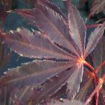 acerpalmatumburgundylacefolsingle