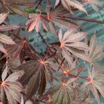 acerpalmatumburgundylacefol1