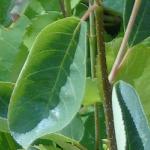 amelanchierlamarckiifolsingle