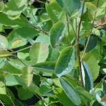 amelanchierlamarckiifol1