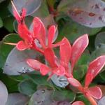 berberisthunbergiiatropurpureaatropurpureananafoljuvenile