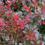 berberisthunbergiiatropurpureaatropurpureananafol1