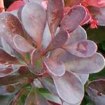 berberisthunbergiiatropurpureaatropurpureananafolt