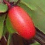 berberisthunbergiiatropurpureadartsredladyfrut