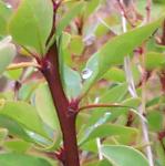 berberisthunbergiiatropurpureaerectafolthorns