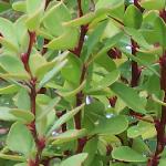 berberisthunbergiiatropurpureaerectafol1