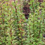 berberisthunbergiiatropurpureaerectafor1