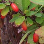 berberisthunbergiiatropurpureadartsredladyfru