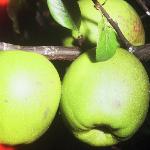 chaenomelesfruitl