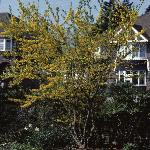 forsythiafor1