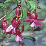 fuchsiafloabbeyfarges1