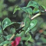 fuchsiafolabbeyfarges1