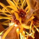 hamamelispflomollisrvroger